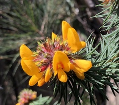 Pultenaea stipularis