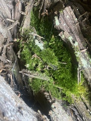 Campylopus introflexus