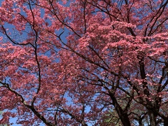 Cornus florida rubra