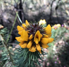 Pultenaea stipularis