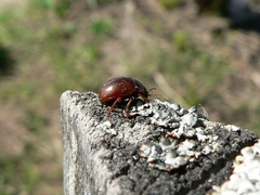 Chrysolina staphylaea