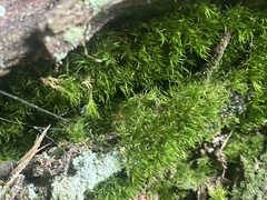 Campylopus introflexus