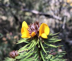 Pultenaea stipularis