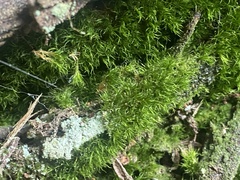 Campylopus introflexus