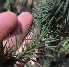 Pultenaea stipularis