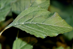 Amaranthus