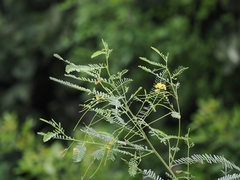 Sesbania cannabina