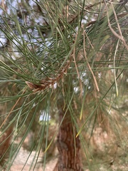 Pinus