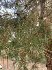 Pinus