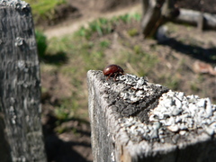 Chrysolina staphylaea