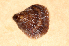 Notosaria nigricans