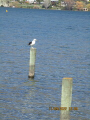 Larus dominicanus dominicanus