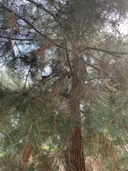 Pinus