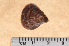 Notosaria nigricans