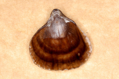 Notosaria nigricans