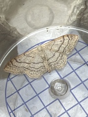 Idaea aversata