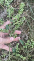Atriplex sagittata