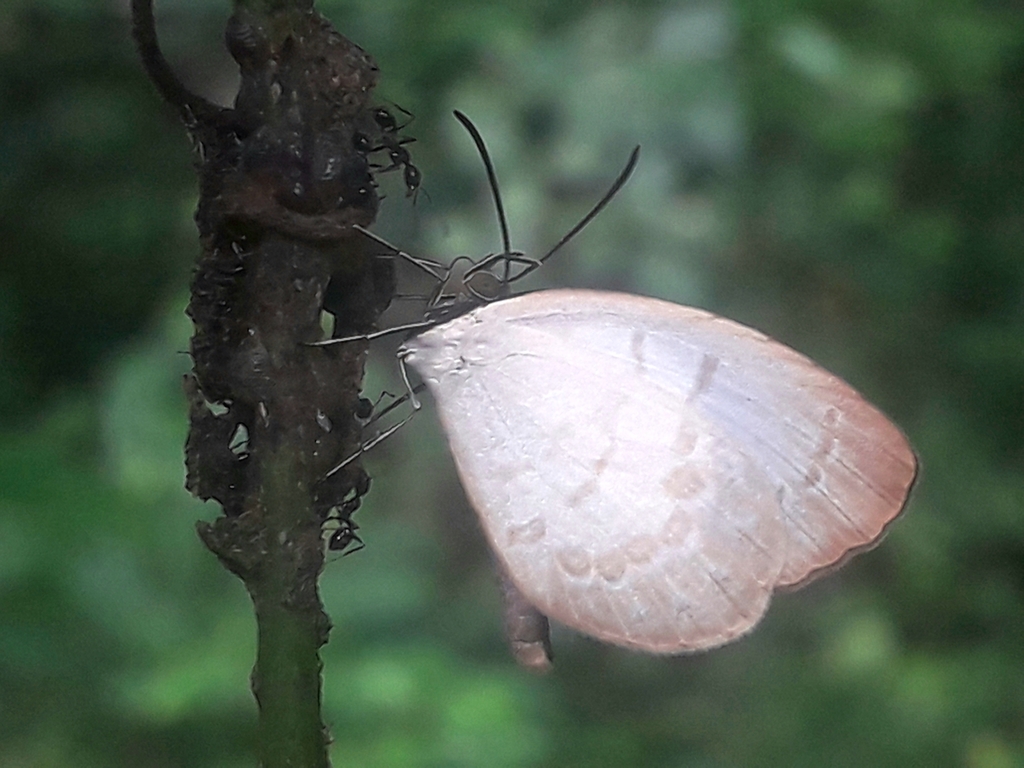 Megalopalpus zymna