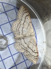Idaea aversata