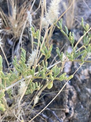 Tetraena cylindrifolia