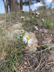 Symphyotrichum porteri