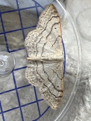 Idaea aversata