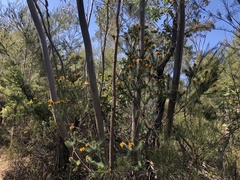 Pultenaea stipularis