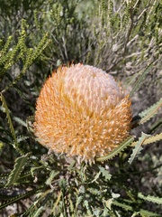 Banksia hookeriana
