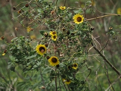 Helianthus debilis cucumerifolius
