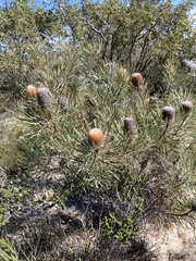 Banksia hookeriana
