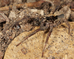 Venatrix pseudospeciosa