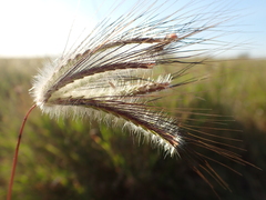 Dichanthium sericeum