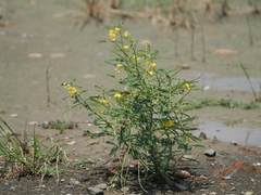 Sesbania cannabina