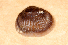 Notosaria nigricans