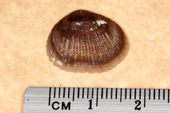 Notosaria nigricans