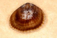 Notosaria nigricans
