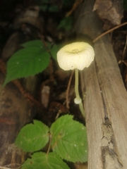 Leucocoprinus fragilissimus