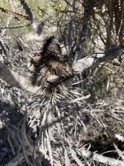 Banksia hookeriana