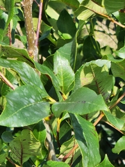 Carya texana
