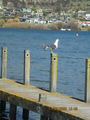 Larus dominicanus dominicanus
