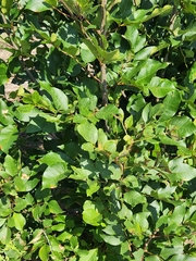 Carya texana
