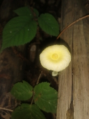 Leucocoprinus fragilissimus