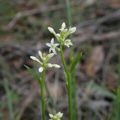 Stackhousia monogyna