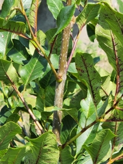Carya texana