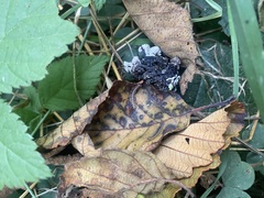 Nearctodesmidae