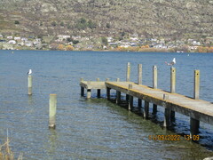 Larus dominicanus dominicanus