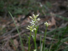 Stackhousia monogyna