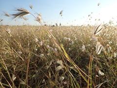 Dichanthium sericeum