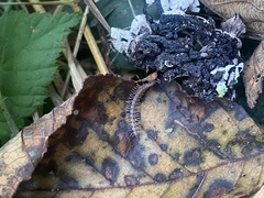 Nearctodesmidae