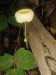 Leucocoprinus fragilissimus
